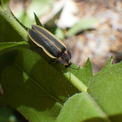 Pyractomena angulata