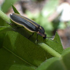 Pyractomena angulata