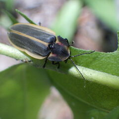 Pyractomena angulata