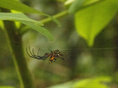 Leucauge fastigata