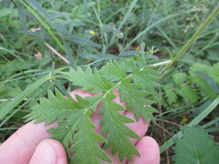 Potentilla longifolia