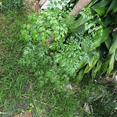 Radermachera sinica