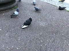 Columba livia domestica
