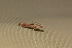 Isophrictis striatella