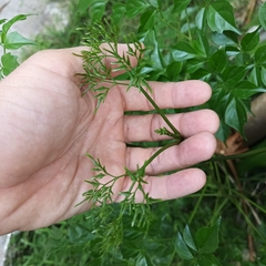 Radermachera sinica