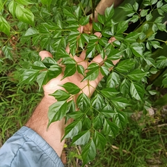 Radermachera sinica