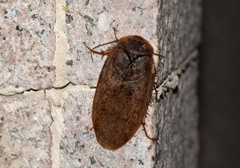 Eupolyphaga sinensis