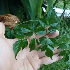 Radermachera sinica