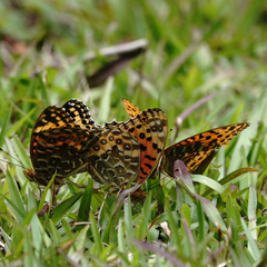 Argynnis castetsi