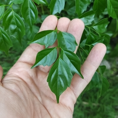 Radermachera sinica