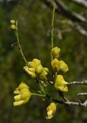 Bauhinia bowkeri