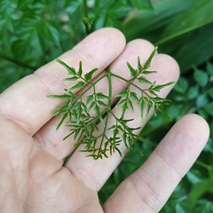 Radermachera sinica
