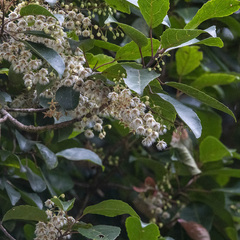 Elaeocarpus variabilis