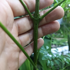 Radermachera sinica