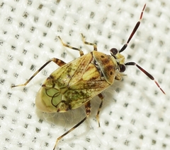 Eurystylus bellevoyei