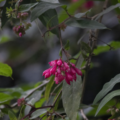 Cestrum elegans