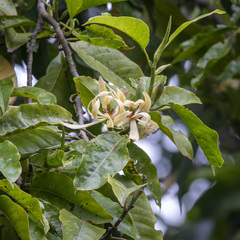 Magnolia champaca