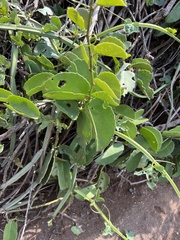 Cissus quadrangularis