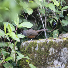 Montecincla fairbanki