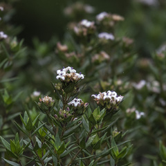 Hedyotis articularis