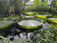 Victoria amazonica
