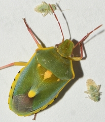 Brachynema purpureomarginatum triguttatum