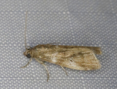 Acrobasis vaccinii