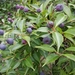 Syzygium acuminatissimum - Photo (c) Chenglin Lien, algunos derechos reservados (CC BY-NC), uploaded by Chenglin Lien