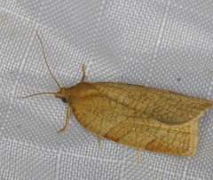 Aphelia alleniana