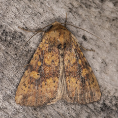 Perigea xanthioides