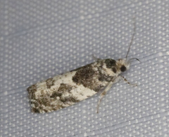 Gypsonoma adjuncta