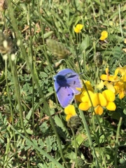 Polyommatus icarus