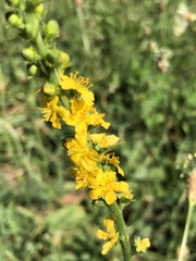 Agrimonia eupatoria