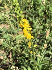Agrimonia eupatoria