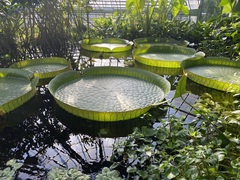 Victoria amazonica