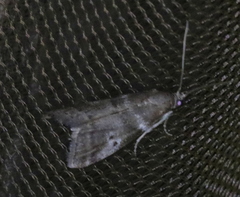 Acrobasis vaccinii