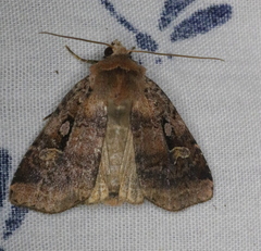 Diarsia jucunda
