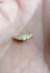 Polypogon tentacularia