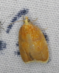 Acleris curvalana