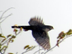 Micronisus gabar gabar