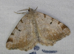Macaria anataria