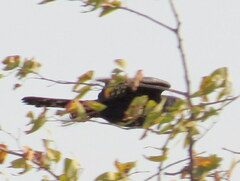 Micronisus gabar gabar