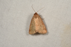 Photedes minima