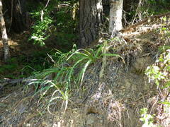 Trifolium obtusiflorum