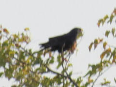 Micronisus gabar gabar