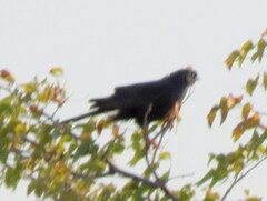 Micronisus gabar gabar