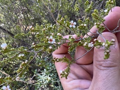 Thryptomene