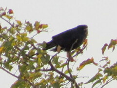 Micronisus gabar gabar