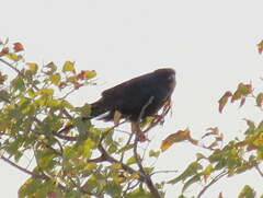 Micronisus gabar gabar