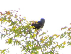 Micronisus gabar gabar